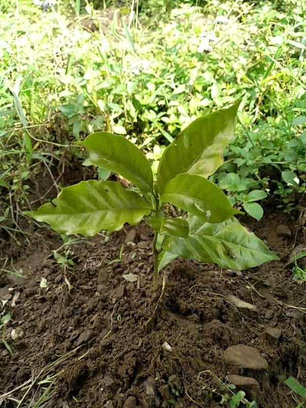 tree image