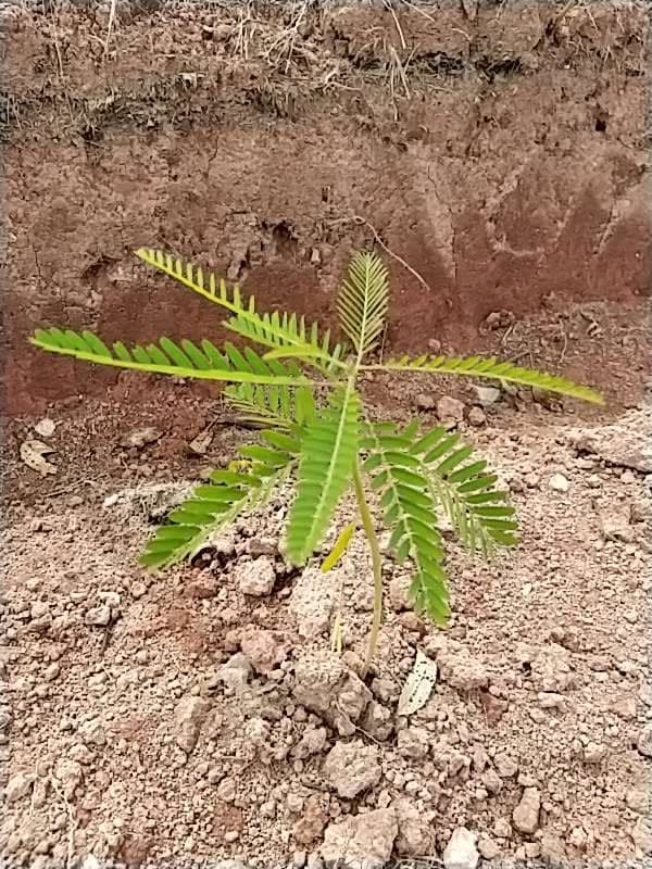 tree image