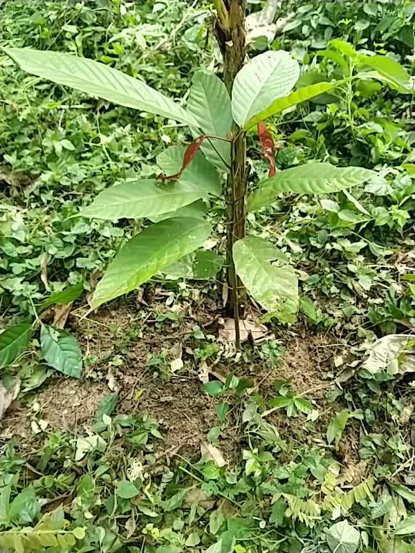 tree image
