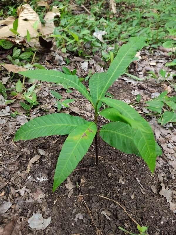 tree image