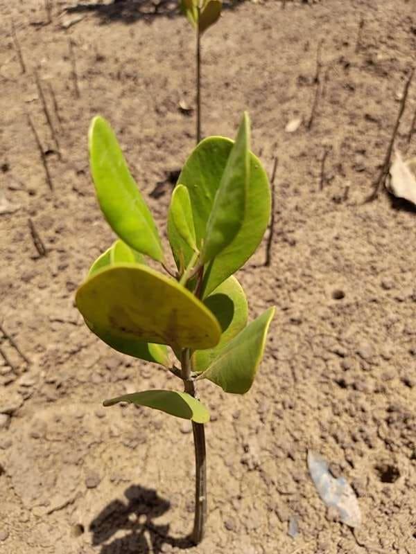 tree image