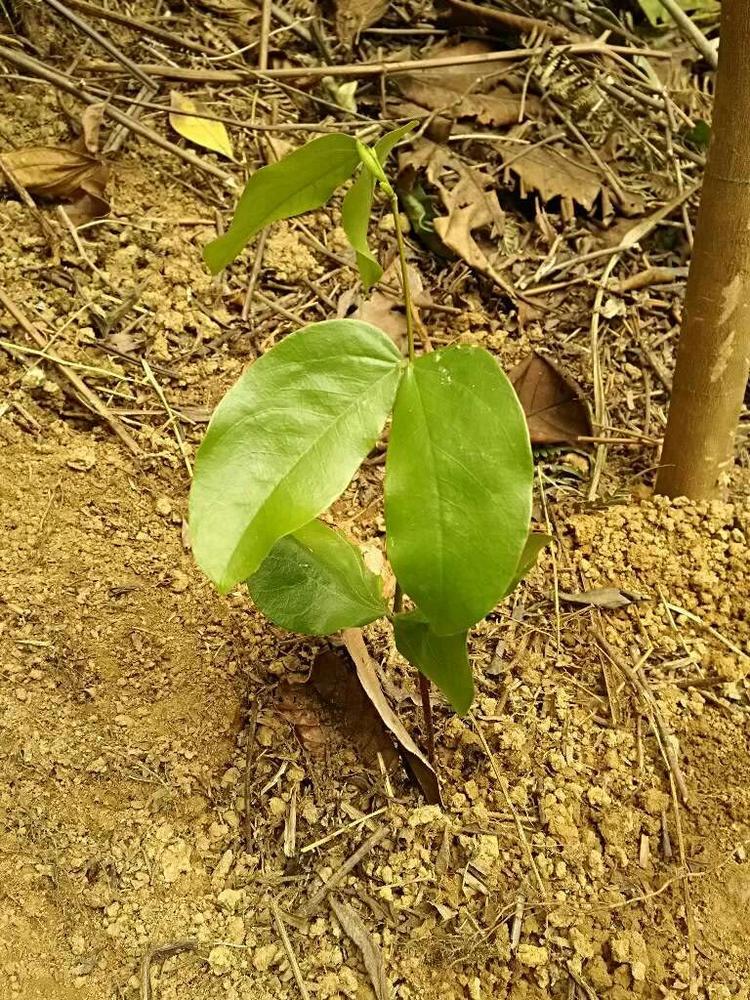 tree image
