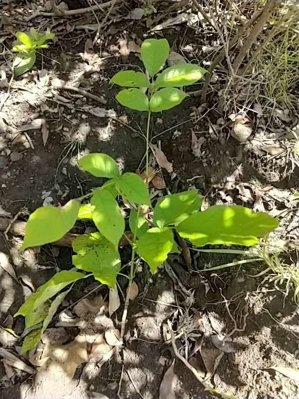 tree image