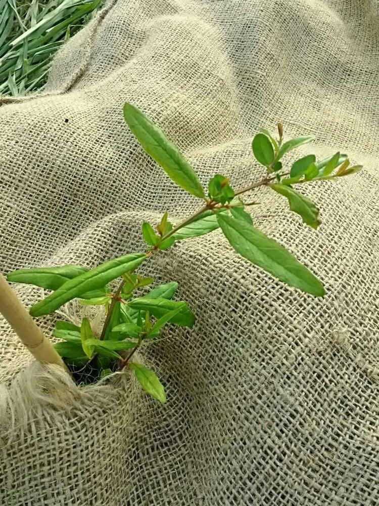 tree image