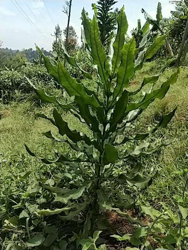 tree image