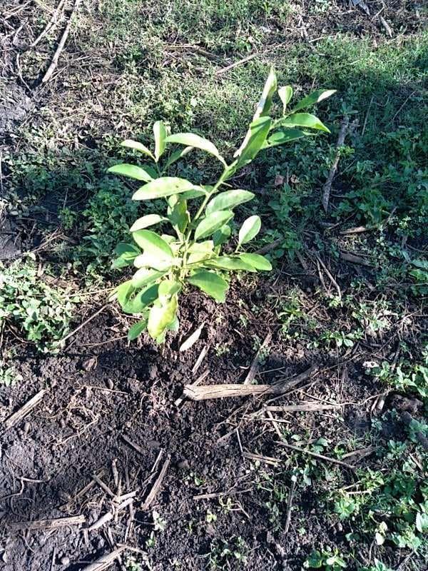 tree image