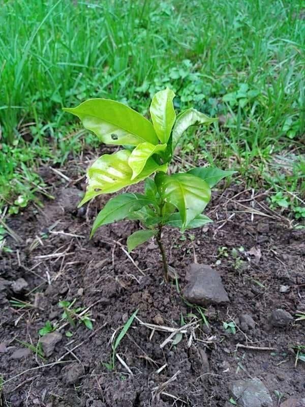 tree image