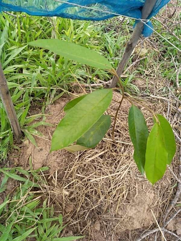 tree image