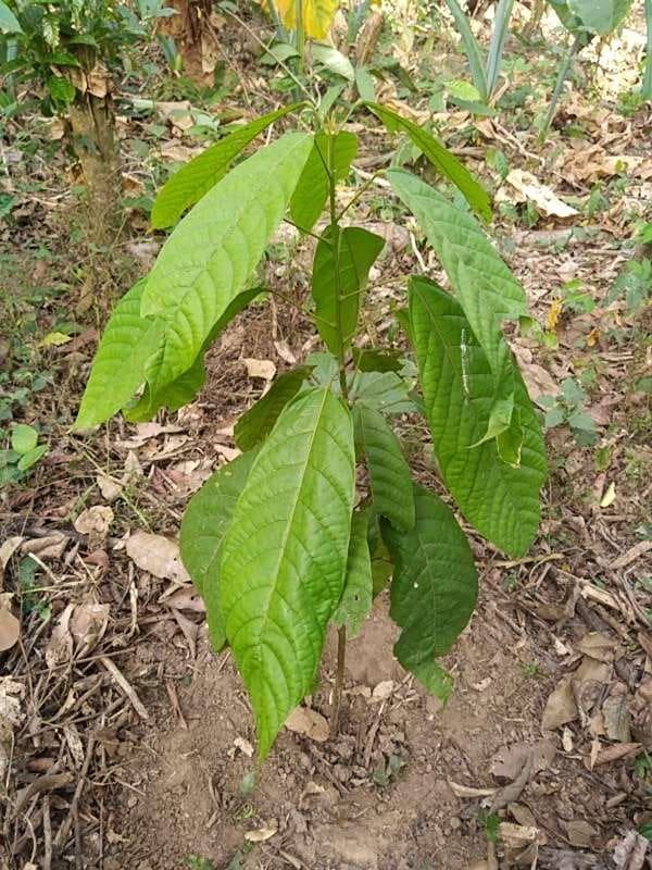 tree image