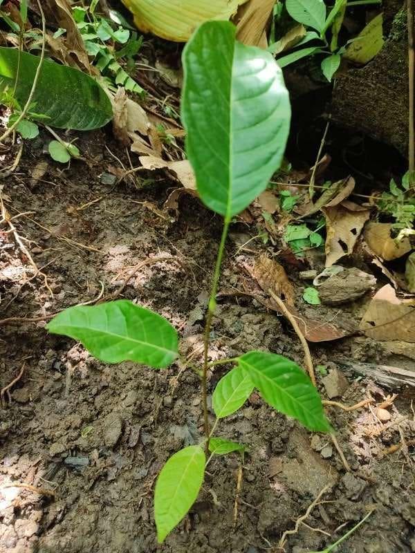 tree image