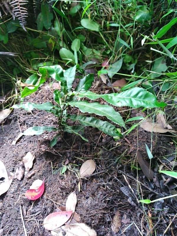 tree image