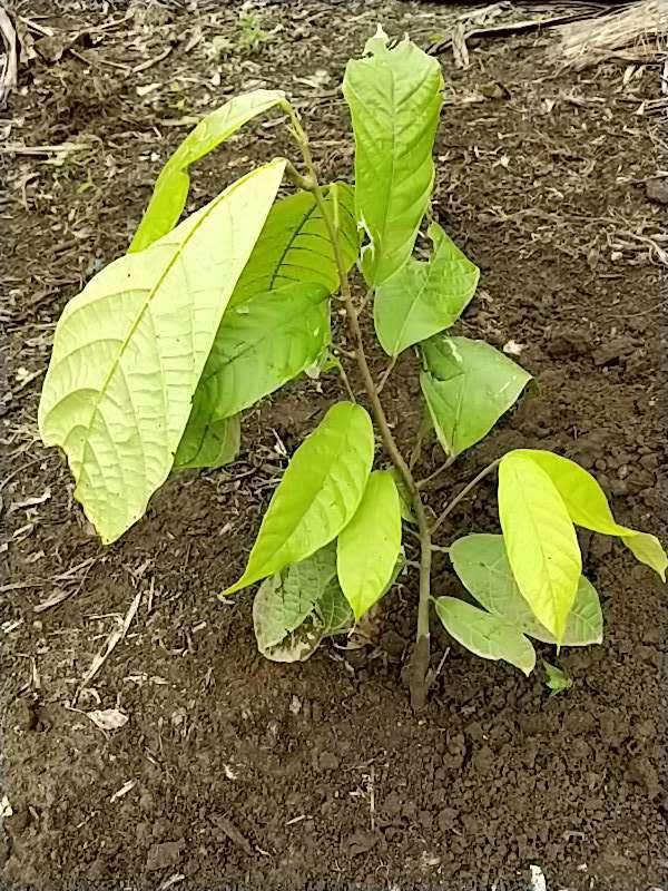 tree image