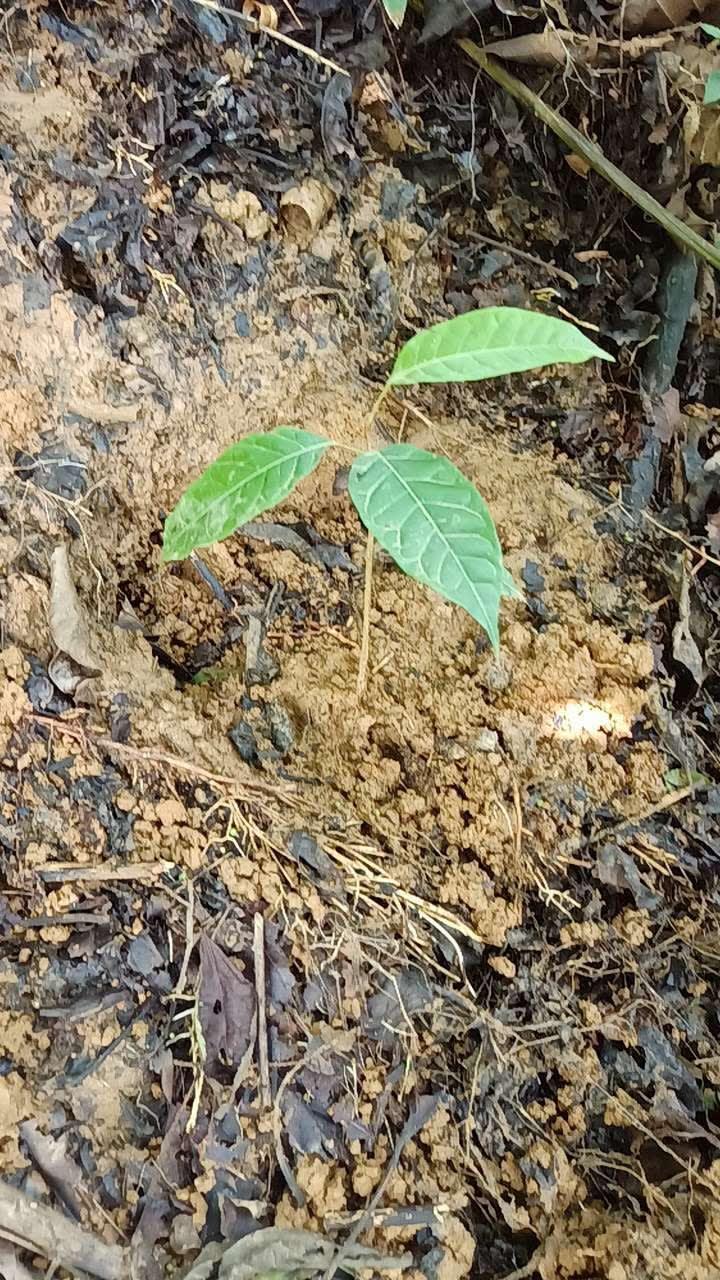 tree image