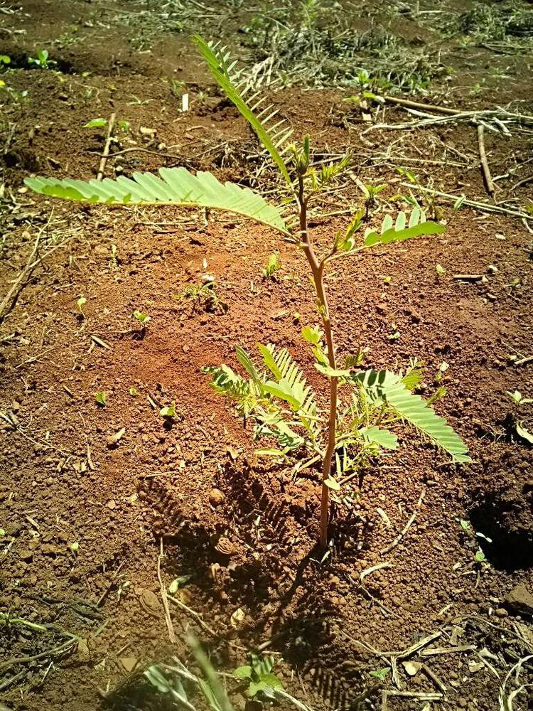 tree image