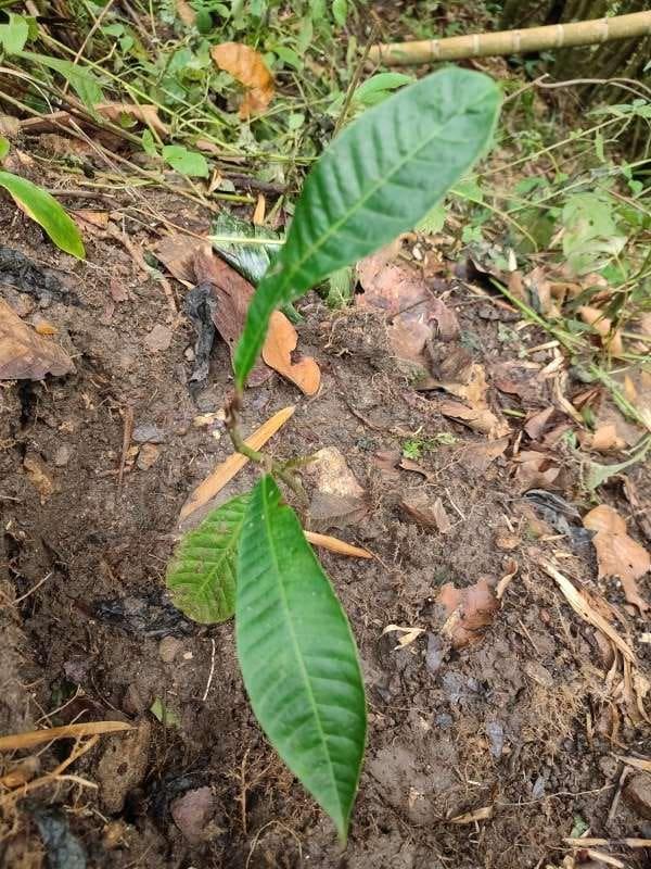 tree image
