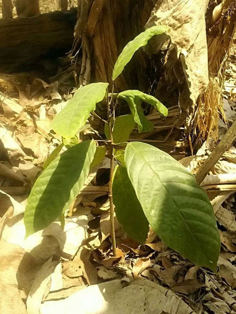 tree image