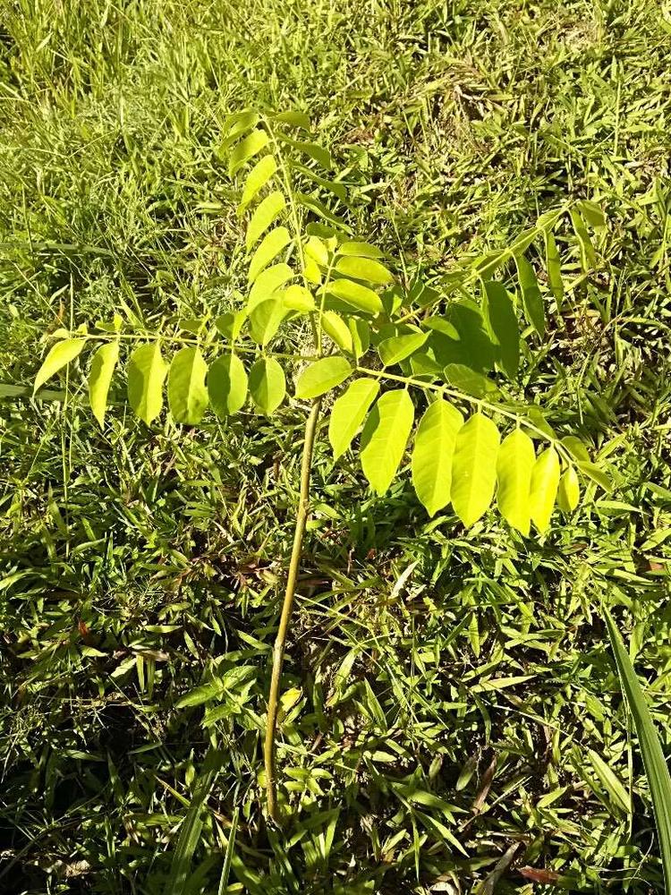 tree image