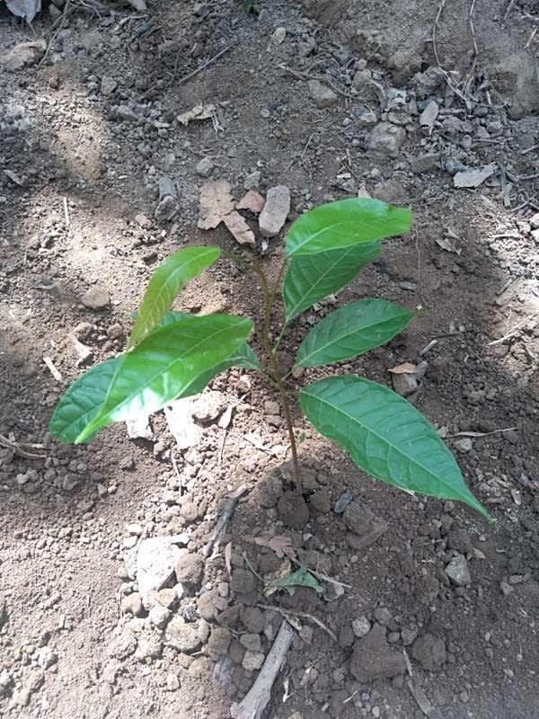 tree image
