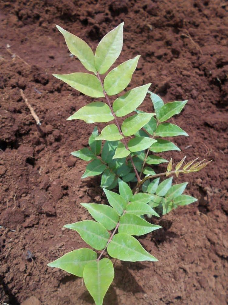 tree image