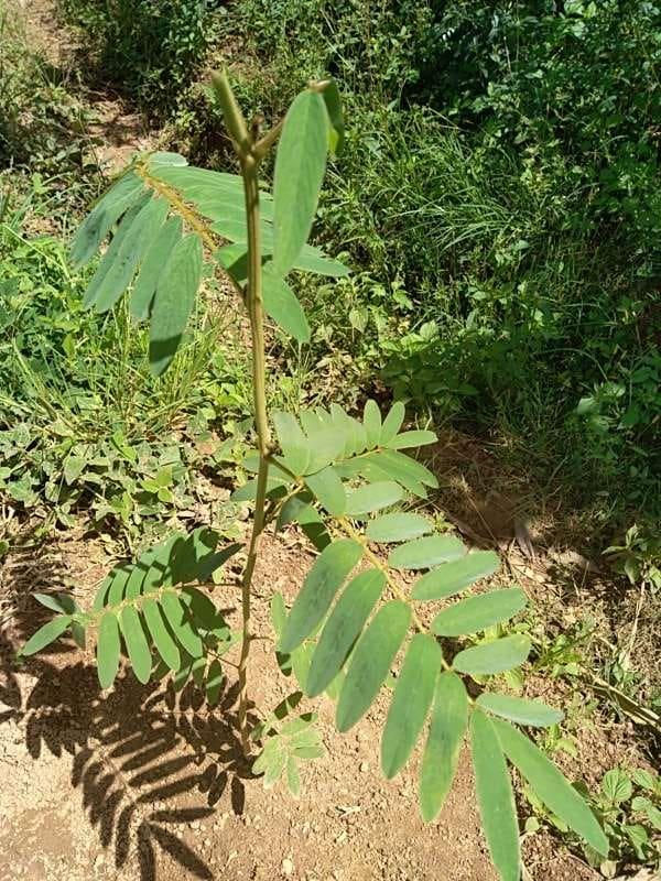 tree image