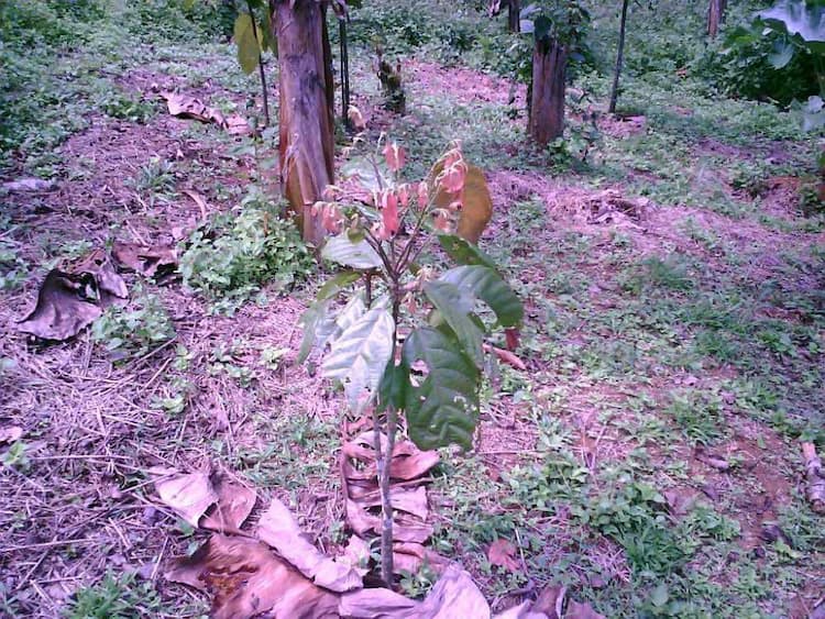 tree image