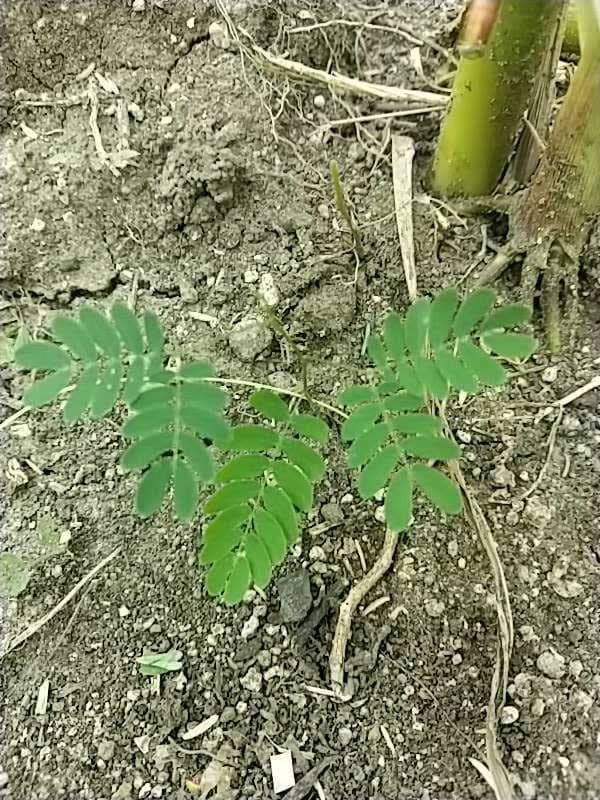 tree image