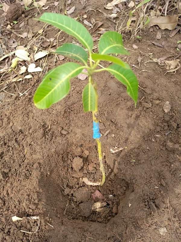 tree image