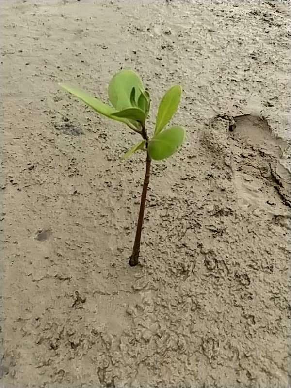 tree image
