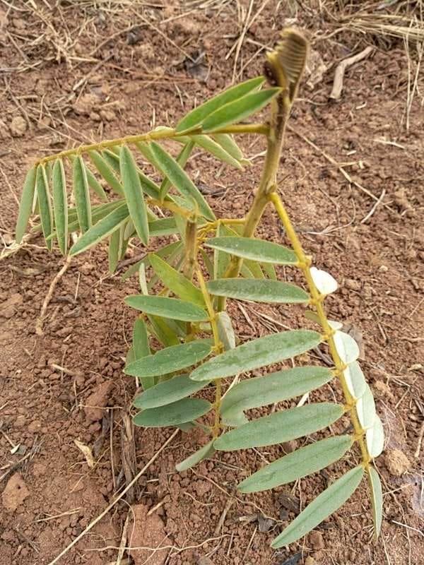 tree image