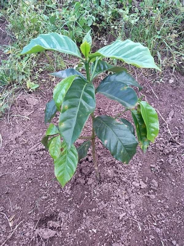tree image