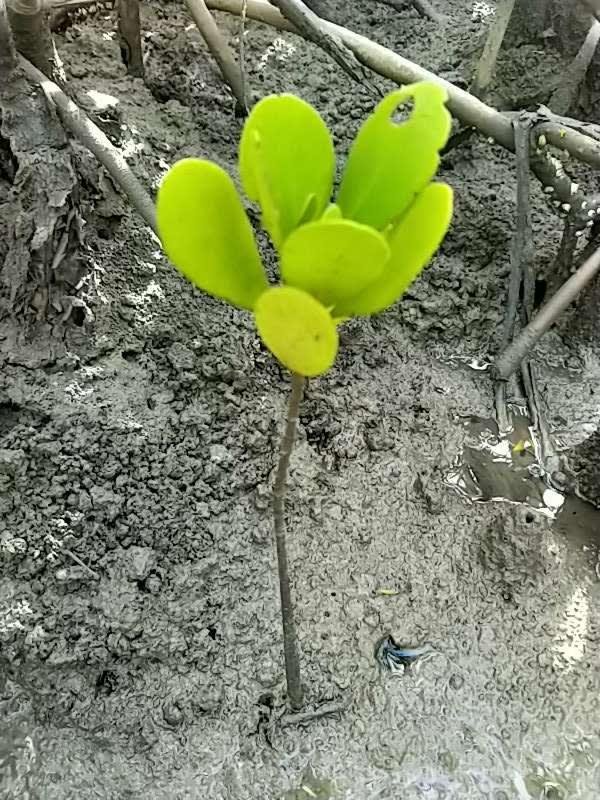 tree image