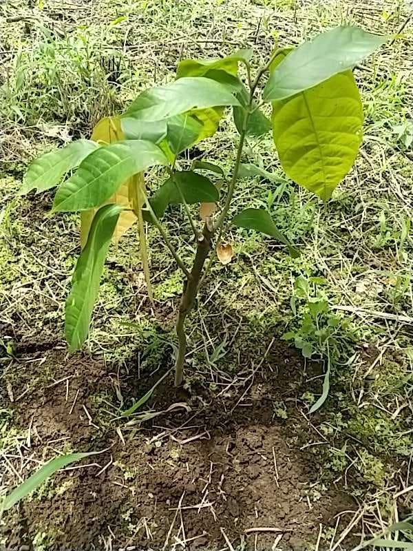 tree image