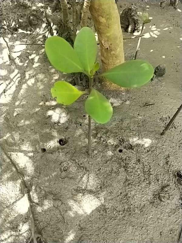tree image