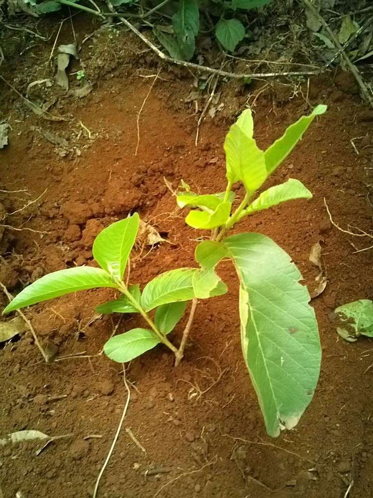 tree image