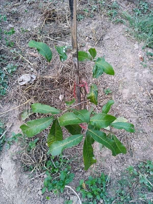 tree image