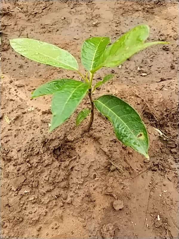 tree image