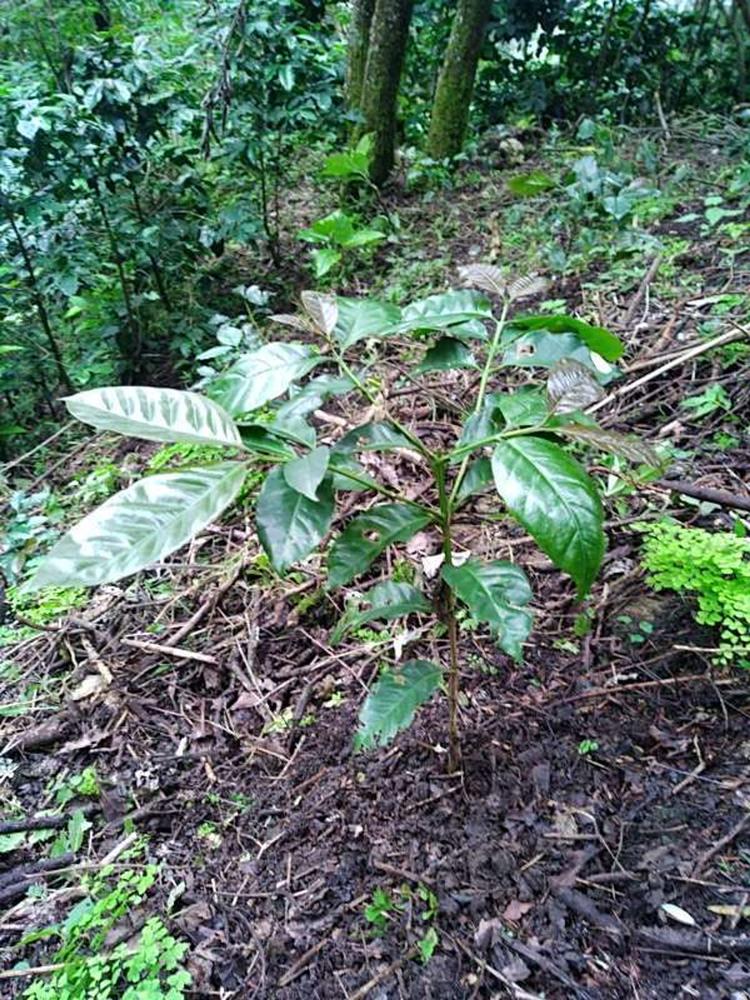 tree image
