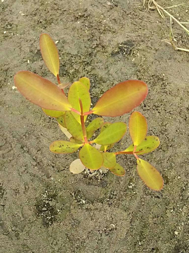 tree image
