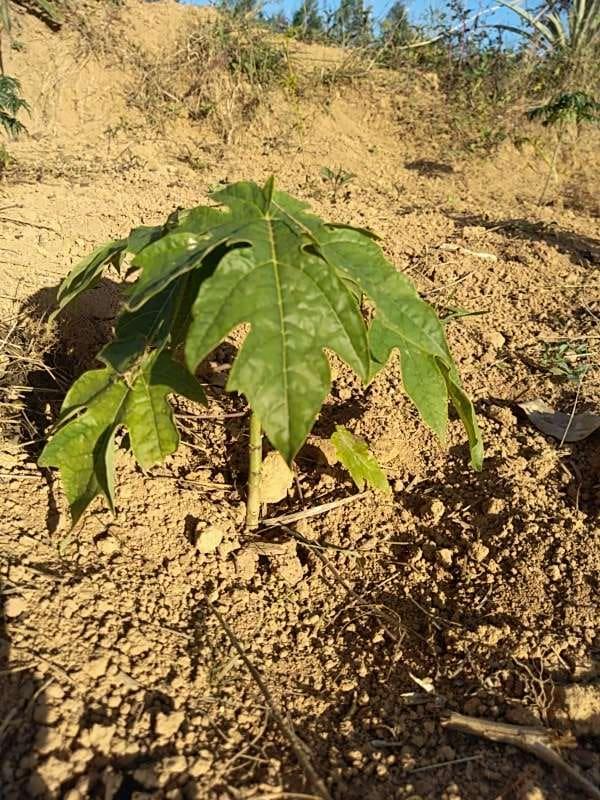 tree image