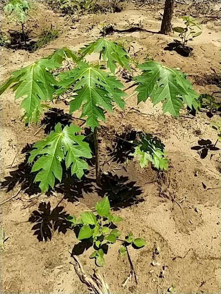 tree image
