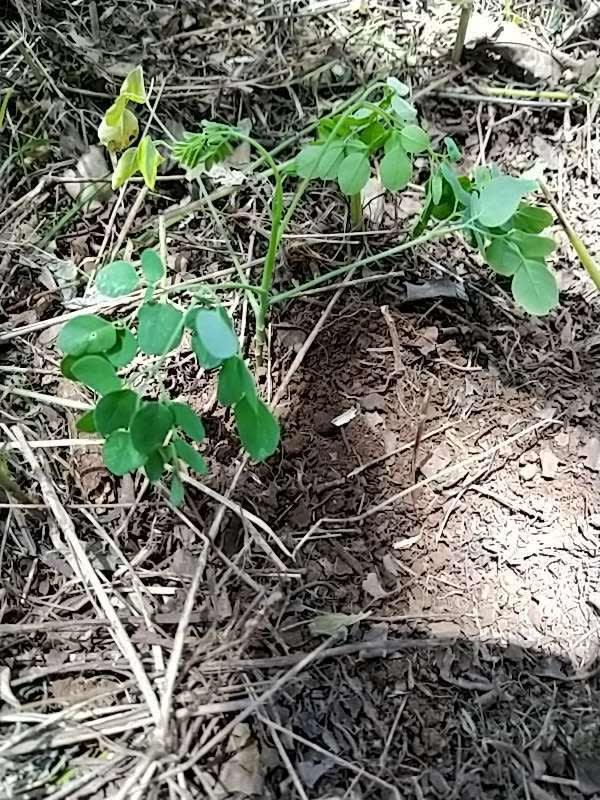 tree image