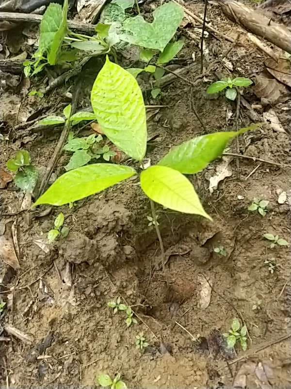 tree image
