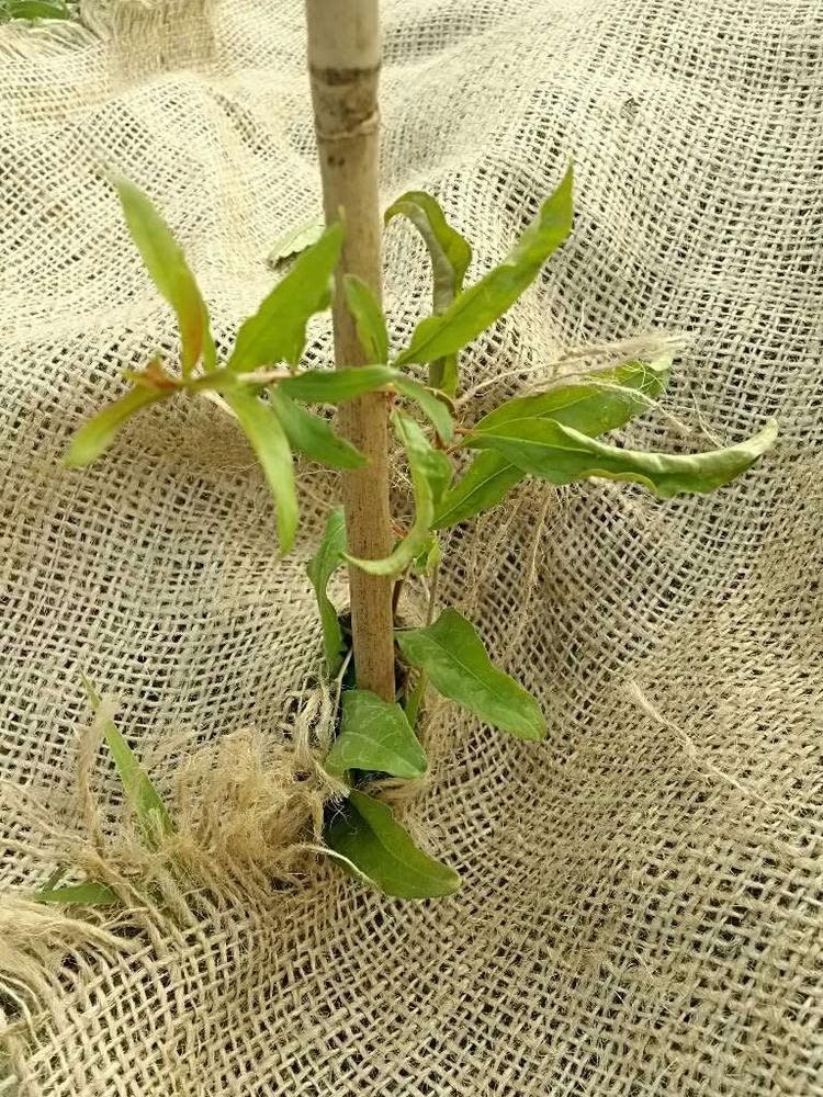 tree image