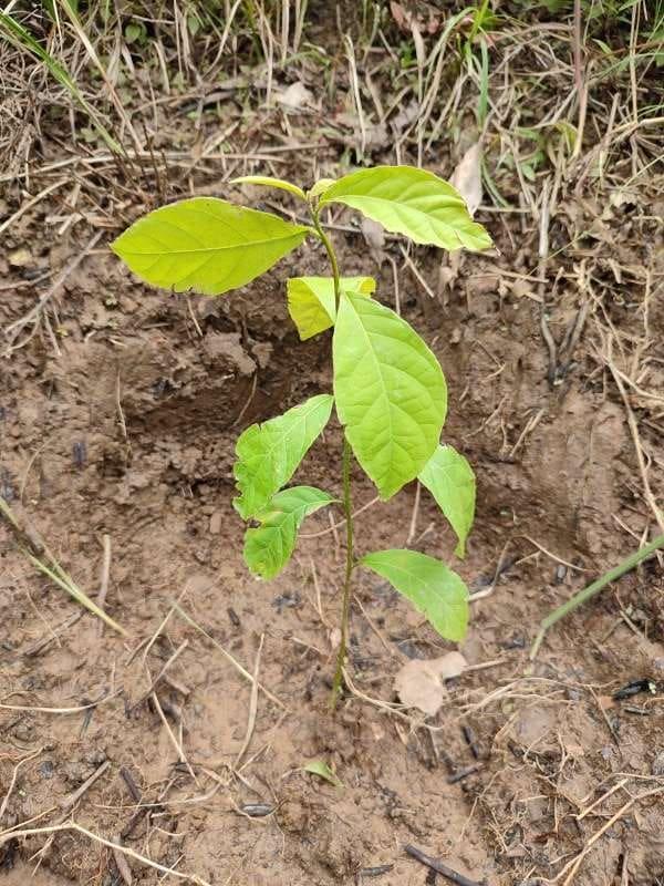 tree image