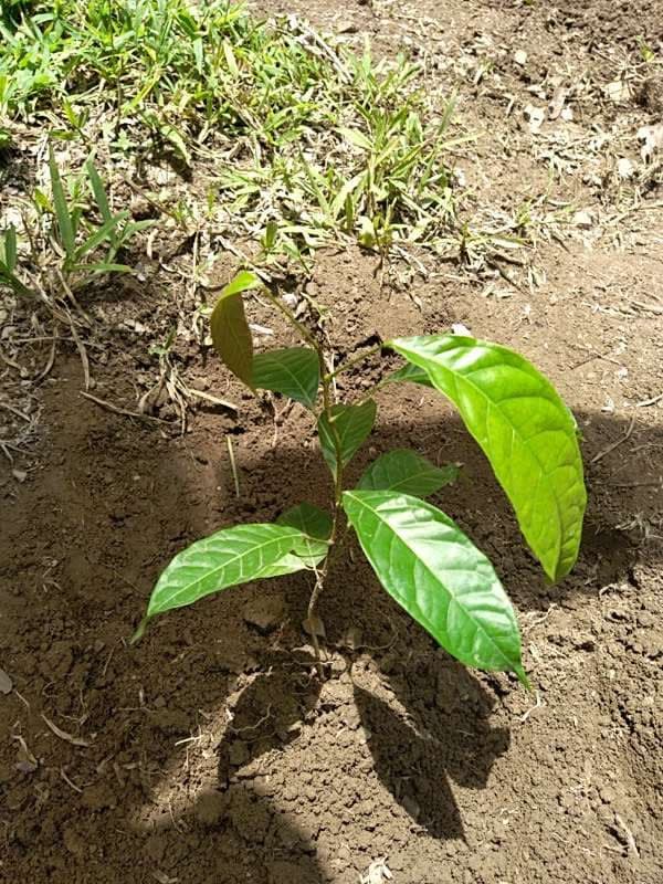 tree image