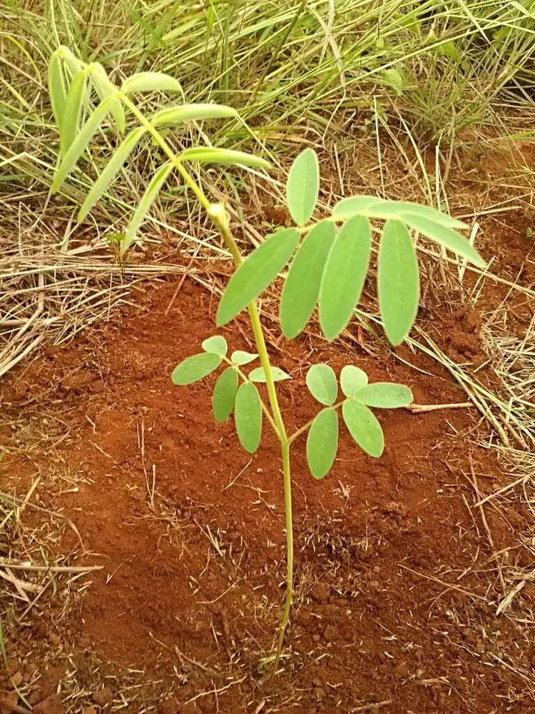 tree image
