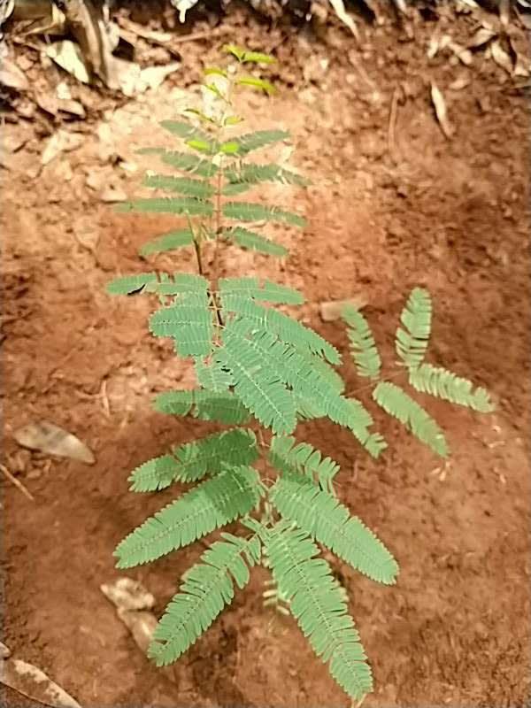 tree image