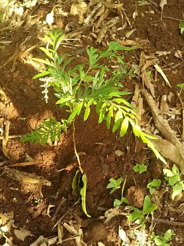 tree image