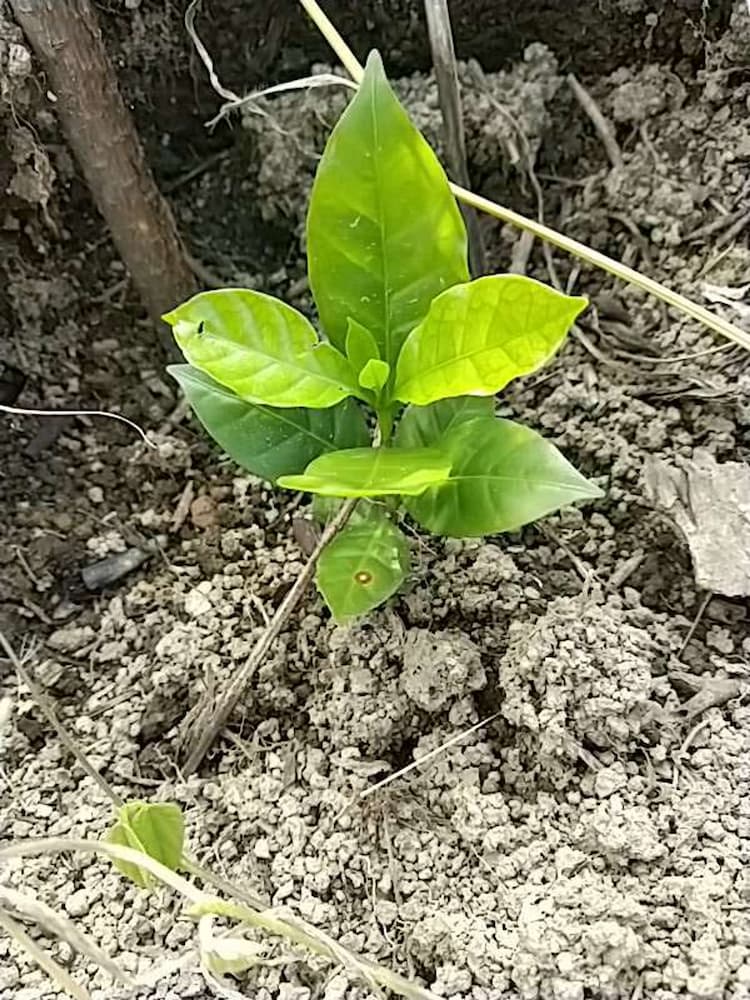 tree image