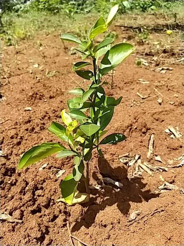 tree image